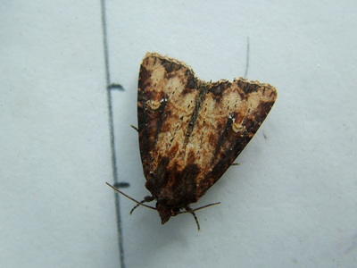 Common Rustic